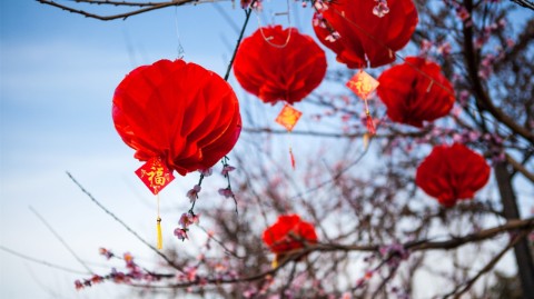 FSSA-asian-growth-lanterns.jpg