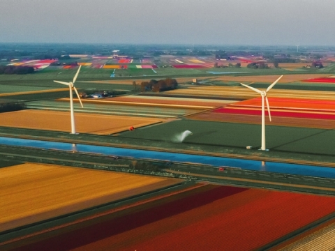 flower-fields.jpg